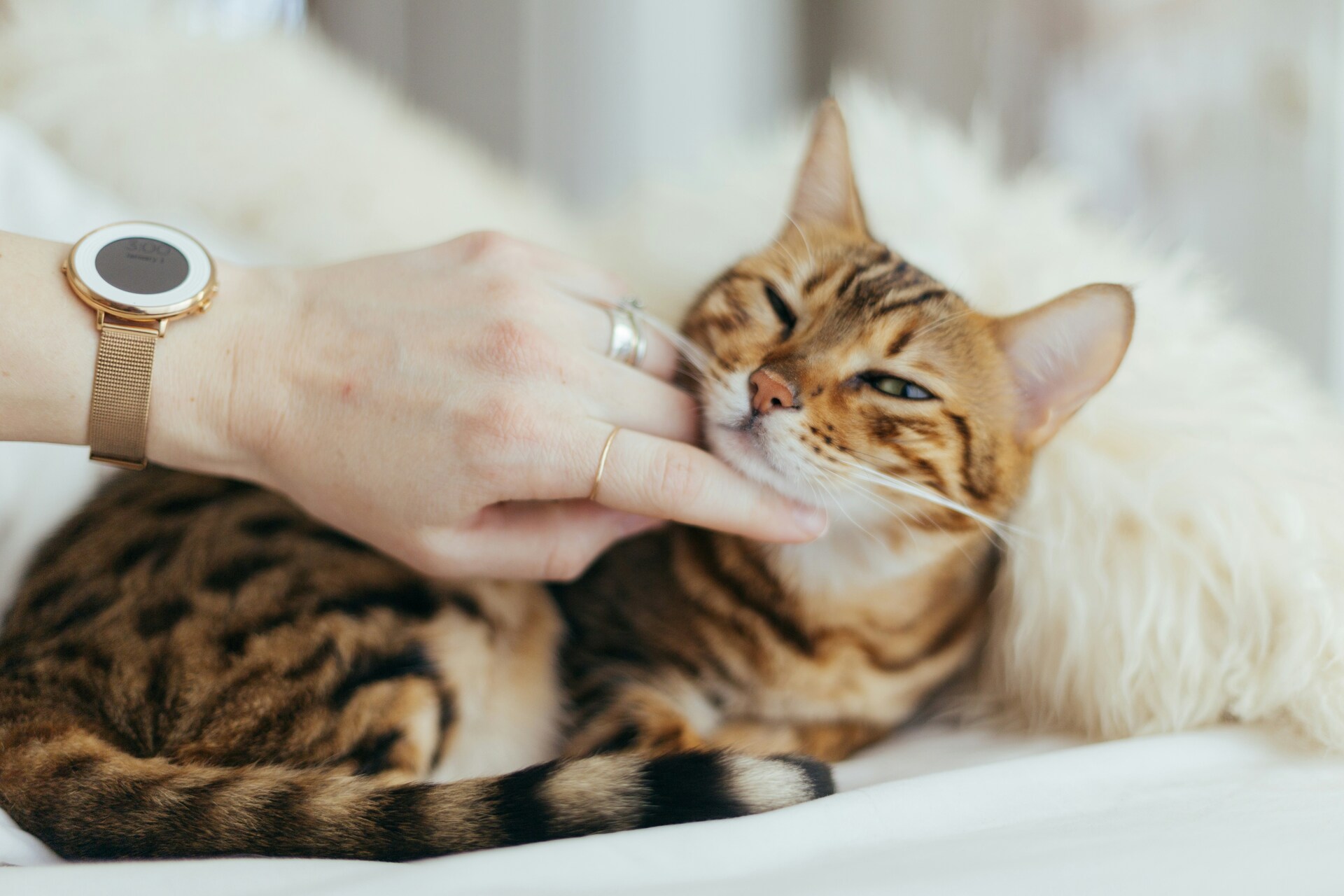 NewScientist: учёные выяснили, у каких кошек выше продолжительность жизни